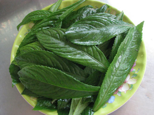 Bài thuốc nam chữa ho cho bé hiệu quả
