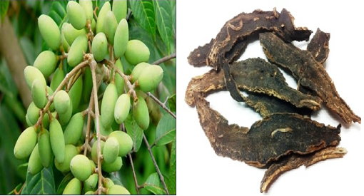 Cách trị viêm amidan bằng thuốc nam tốt nhất