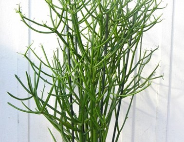 Chữa viêm xoang bằng cây giao