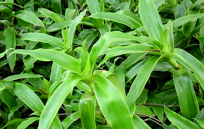 Điều trị viêm họng bằng cây lược vàng