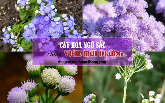 Cây hoa ngũ sắc chữa viêm mũi dị ứng