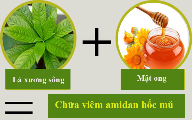 Chữa viêm amidan hốc mủ bằng lá xương sông và mật ong Chữa viêm amidan hốc mủ bằng lá xương sông và mật ong