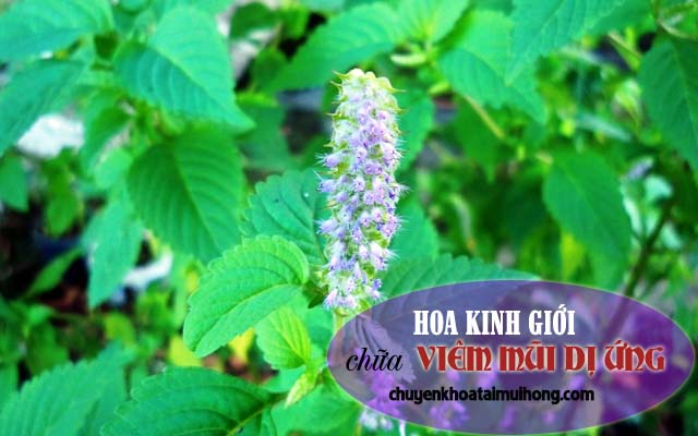 Dùng hoa kinh giới chữa viêm mũi dị ứng
