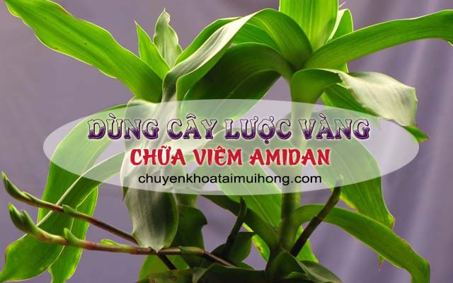 Dùng cây lược vàng chữa viêm amidan mãn tính