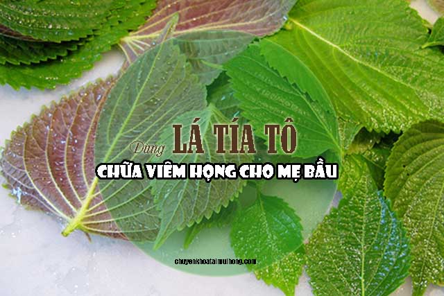 Dùng lá tía tô chữa viêm họng cho mẹ bầu
