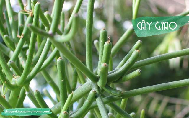 chữa viêm xoang bằng cây giao