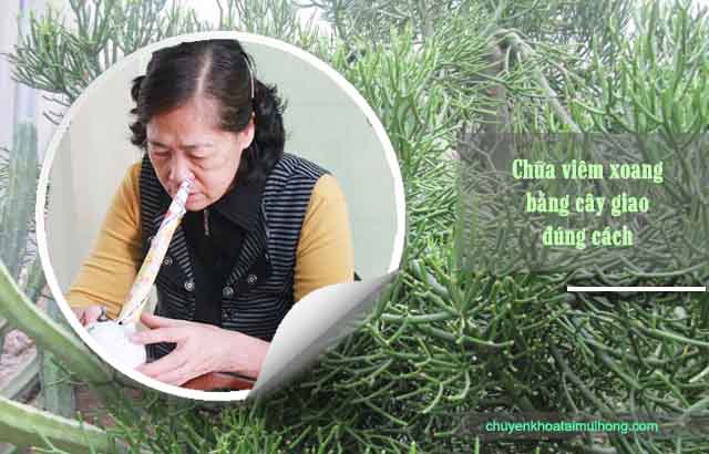 cách trị viêm xoang bằng cây giao