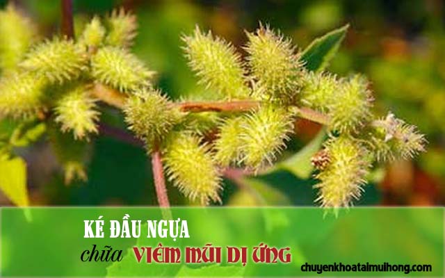 Ké đầu ngựa chữa viêm mũi dị ứng