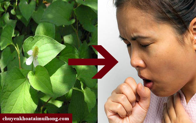 Phương pháp chữa ho bằng rau diếp cá hiệu quả Chữa ho bằng rau diếp cá