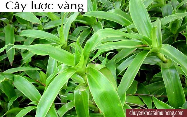 cây lược vàng chữa viêm họng