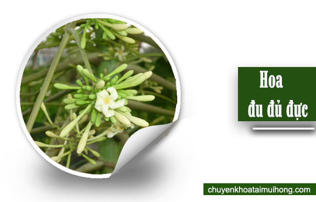 chữa viêm họng bằng hoa đu đủ đực