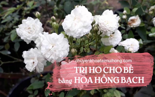  Điều trị ho cho bé bằng hoa hồng bạch