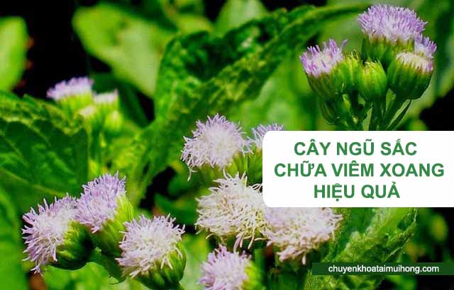 cây ngũ sắc chữa viêm xoang