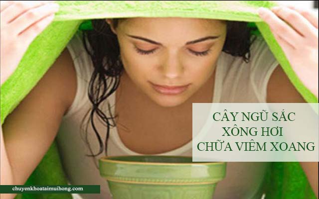 cây ngũ sắc chữa viêm xoang