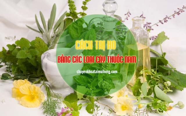 Cách trị ho bằng các loại cây thuốc nam