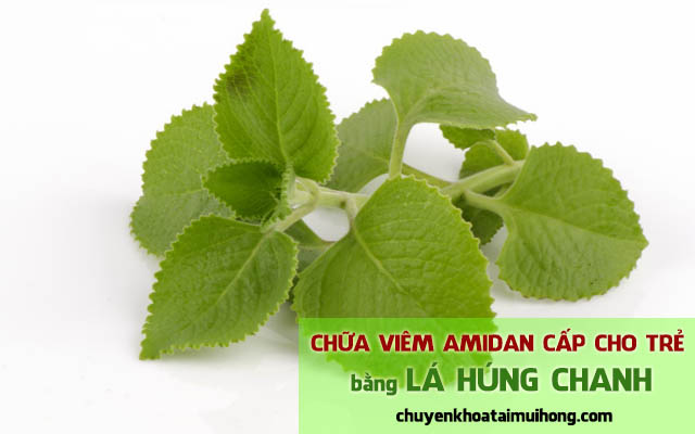 Chữa viêm amidan cho trẻ bằng lá húng chanh