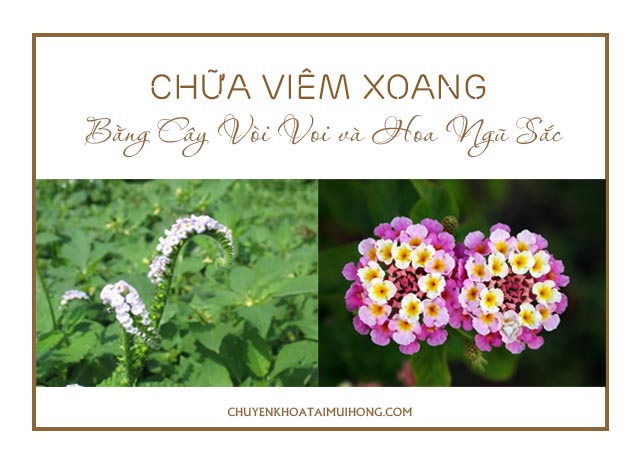 Cách chữa viêm xoang bằng cây vòi voi