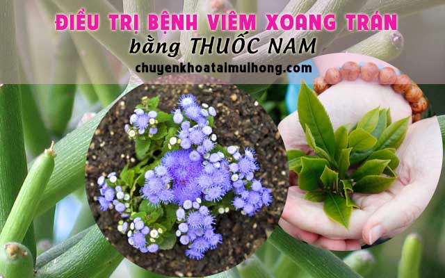 Dùng thuốc nam chữa viêm xoang trán