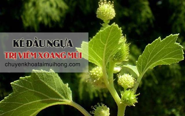 Công thức điều trị viêm xoang mũi của ké đầu ngựa