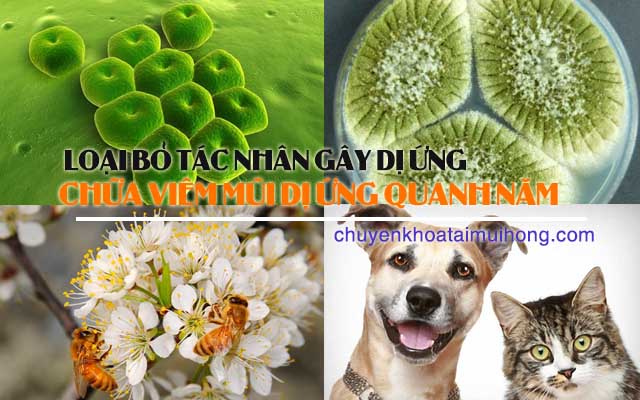 Chữa viêm mũi dị ứng quan năm bằng cách loại bỏ tác nhân gây dị ứng