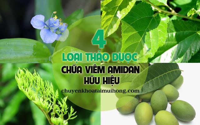 Điểm danh 4 loại thảo dược chữa viêm amidan 