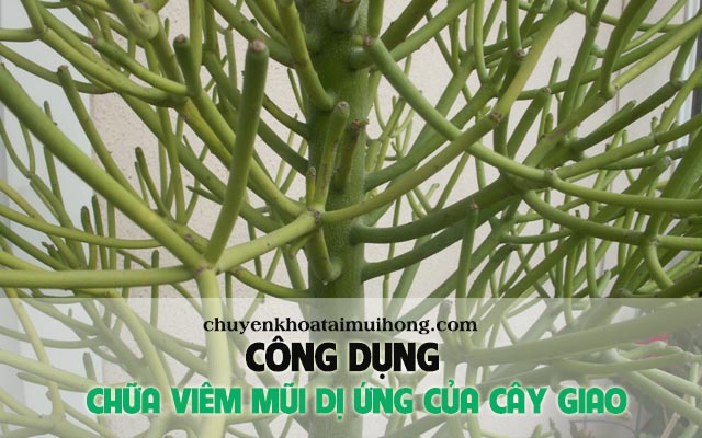 Công dụng chữa viêm mũi dị ứng bằng cây giao