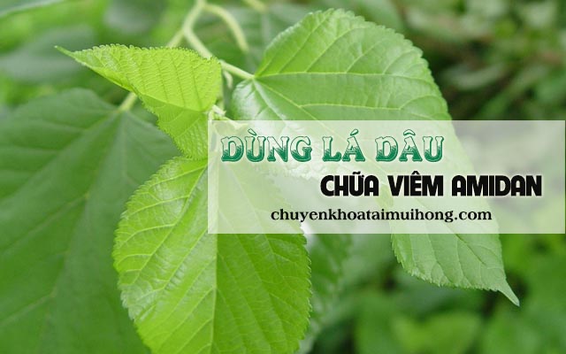 Dùng dược liệu lá dâu chữa viêm amidan