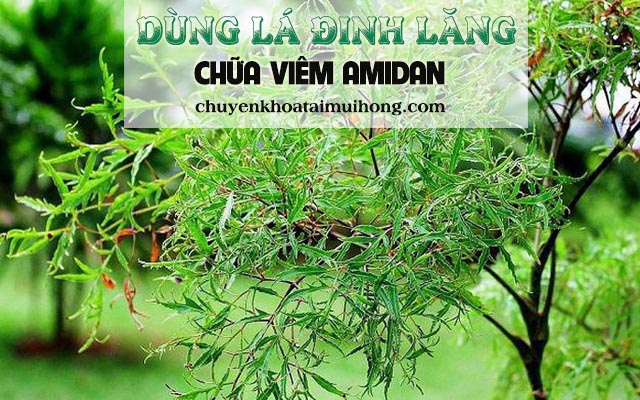  Điều trị viêm amidan bằng lá đinh lăng