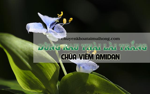 Chữa viêm amidan từ dược liệu rau thài lài trắng