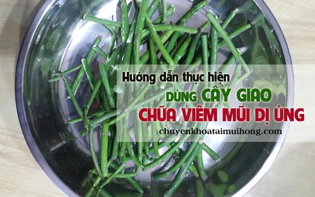 Hướng dẫn cách chữa viêm mũi dị ứng bằng cây giao