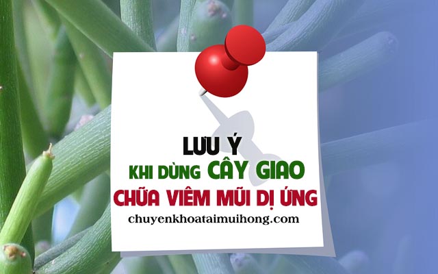 Những lưu ý khi sử dụng cây giao chữa viêm mũi dị ứng