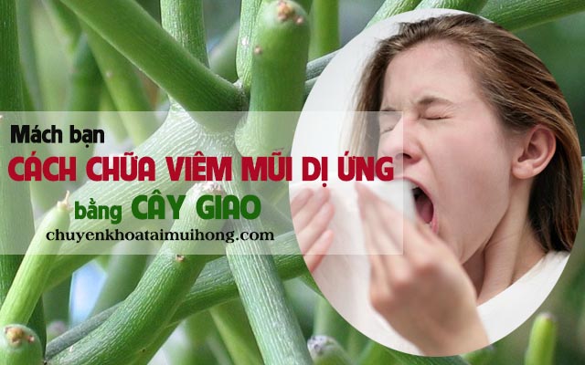 Dùng cây giao chữa viêm mũi dị ứng hiệu quả cao