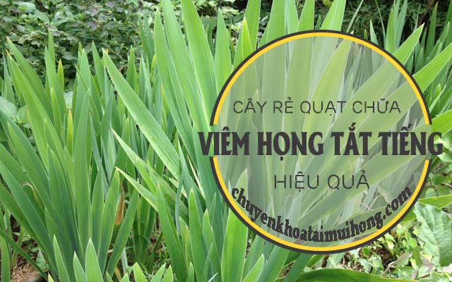 Chữa viêm họng tắt tiếng bằng cây rẻ quạt