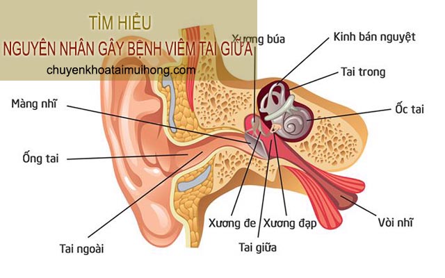 Nguyên nhân gây bệnh viêm tai giữa