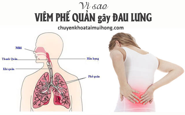 Nguyên nhân dẫn đến viêm phế quản gây đau lưng