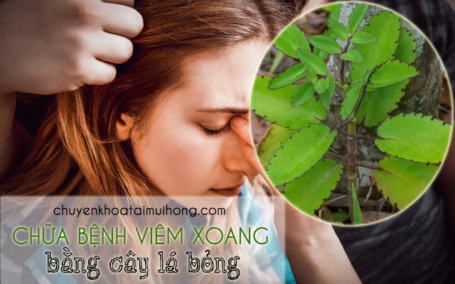 Trị viêm xoang bằng cây lá bỏng