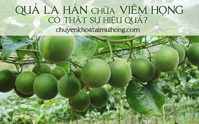 Quả la hán chữa viêm họng có thật sự hiệu quả?