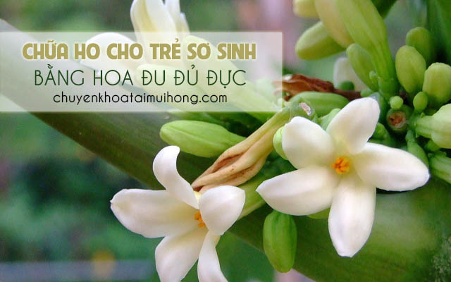 Điều trị ho cho trẻ sơ sinh bằng hoa đu đủ đực