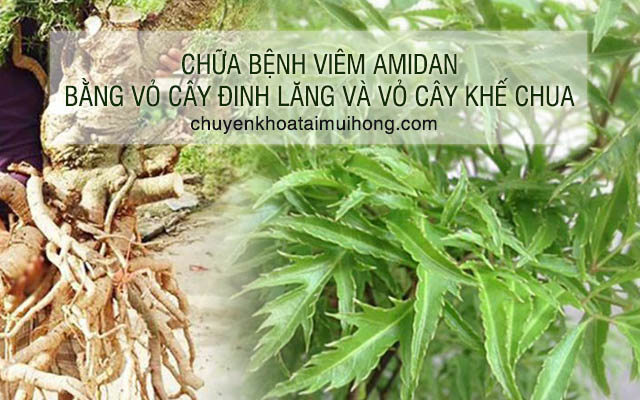 Điều trị viêm amidan bằng cách kết hợp vỏ cây đinh lăng với vỏ cây khế chua