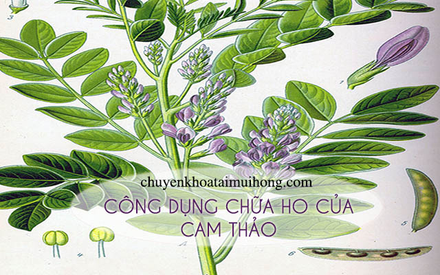 Những đặc tính trị ho của cam thảo 