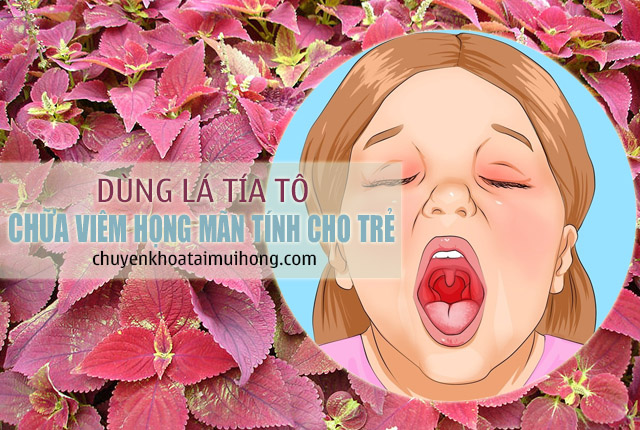 Dùng lá tía tô trị viêm họng mãn tính cho trẻ em 