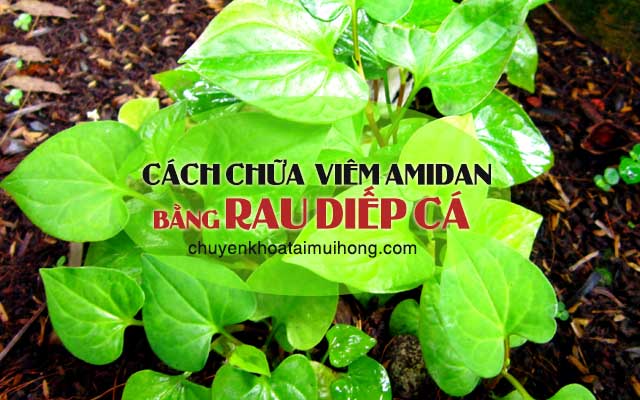 Chữa amidan bằng rau diếp cá đúng cách