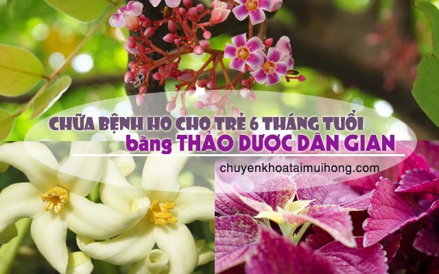 Thảo dược chữa ho cho trẻ 6 tháng tuổi