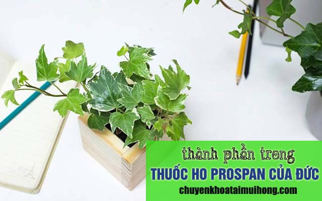 Thành phần thuốc ho Prospan của Đức