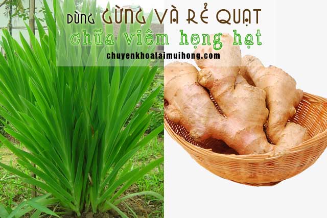 Mẹo dùng gừng tươi và rẻ quạt điều trị viêm họng hạt