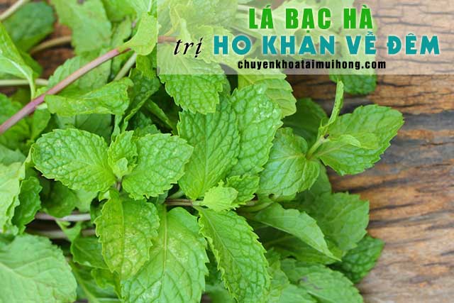 Chữa ho khan về đêm bằng lá bạc hà 