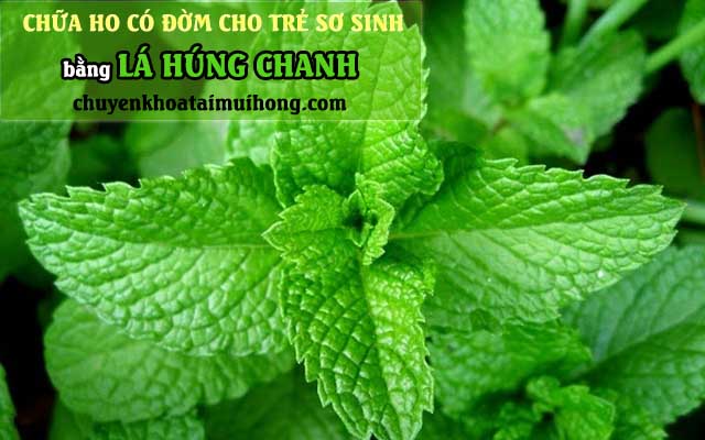 Lá húng chanh chữa ho có đờm cho trẻ sơ sinh
