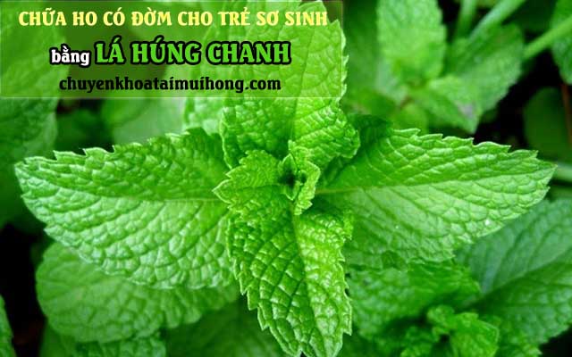 Lá húng chanh chữa ho có đờm cho trẻ sơ sinh