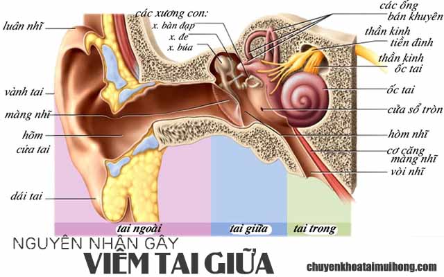 Nguyên nhân gây bệnh viêm tai giữa cấp tính