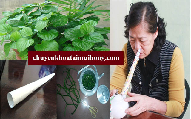 Sử dụng lá lốt xông hơi giúp trị viêm xoang mũi Sử dụng lá lốt xông hơi giúp trị viêm xoang mũi
